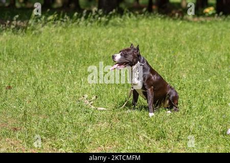 Brown and white pit bull sits on the grass. High quality photo Stock Photo