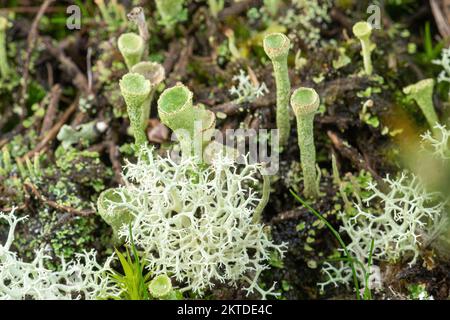 Close-up of lichen species Cladonia fimbriata (shaped like pixie cups or golf tees) and Cladonia portensosa on heathland, Surrey, England, UK Stock Photo