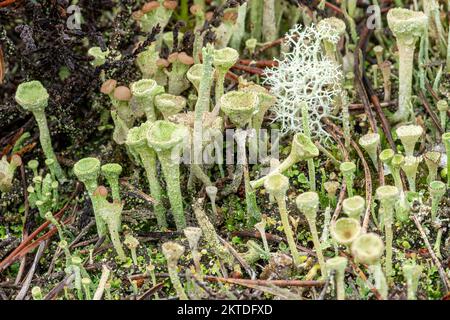 Lichen species Cladonia fimbriata (shaped like pixie cups or golf tees), Cladonia portensosa and Cladonia ramulosa on heathland, Surrey, England, UK Stock Photo