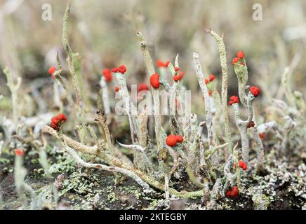 Cladonia floerkeana lichen, also called Devils Matchsticks, with bright red tips, growing on a rotten tree stump, England, UK Stock Photo