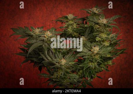 Mother of berries variety of marijuana with ripened bloom and dark red backbround Stock Photo