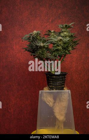 Mother of berries variety of marijuana with ripened bloom and fresh roots Stock Photo