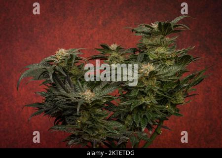 Mother of berries variety of marijuana with ripened bloom and dark red backbround Stock Photo