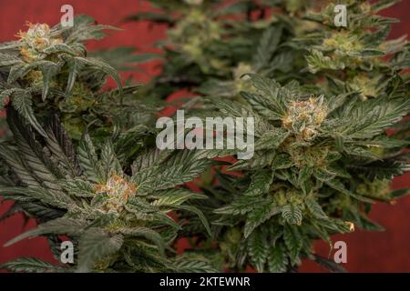 Mother of berries variety of marijuana with ripened bloom and dark red backbround Stock Photo