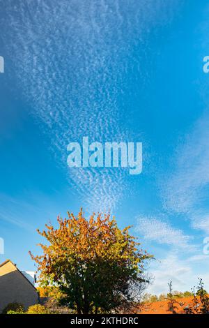 Fine sheep clouds (cirrocumulus) in a blue sky with cherry tree in autumn leaf colours Stock Photo