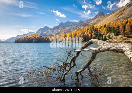 Scenic image of a large branch of a tree hanging over the water of Lake Sils in Switzerland during autumn Stock Photo