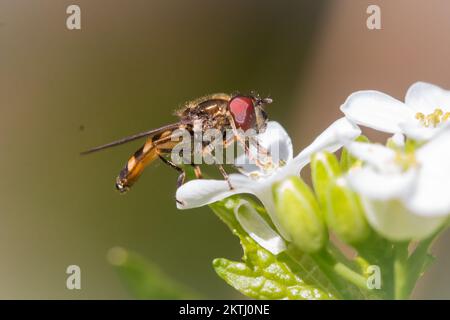 In the Somerset woodland a hoverfly (Platycheirus sp) feeds on a white flower. Photo taken at Aisholt Wood, Quantocks, West Somerset Stock Photo