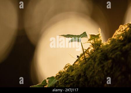 The sun sets behind the ivy leaf growing on a moss covered tree in the woodland of Aisholt Wood in the Quantocks, West Somerset Stock Photo
