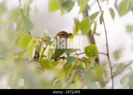 Image of a little chiffchaff (Phylloscopus collybita) pausing in a tree after catching a beakful of insects to feed its' nest. At Haddon Hill, Exmoor, West Somerset Stock Photo
