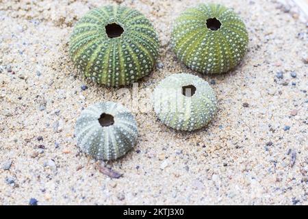 Collection of Green Sea Urching (Strongylocentrotus droebachiensis) on sandy beach Stock Photo