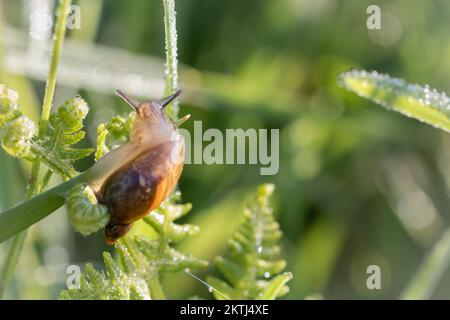 The little snail crawls through the leafy vegetation in the early morning sun at Ham Wall, Somerset Stock Photo