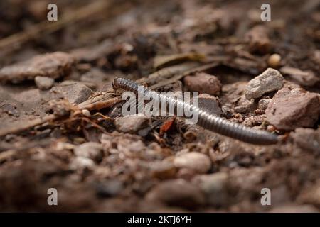 In a path through the West Somerset woodland a millipede (Cylindroiulus caeruleocinctus) runs across the stoney path. Taken at Hawkcombe Wood, Exmoor Stock Photo