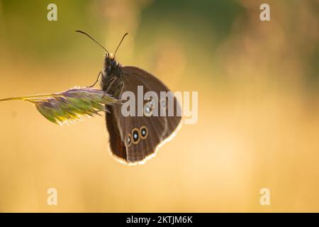 As the evening sun sets the ringlet butterfly (Aphantopus hyperantus) rests on the grass. Found near to the Mineral Line, Watchet, West Somerset Stock Photo