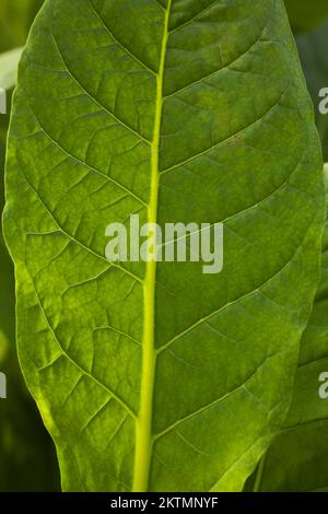 Close-up of Nicotiana tabacum - Tobacco plant leaf. Stock Photo