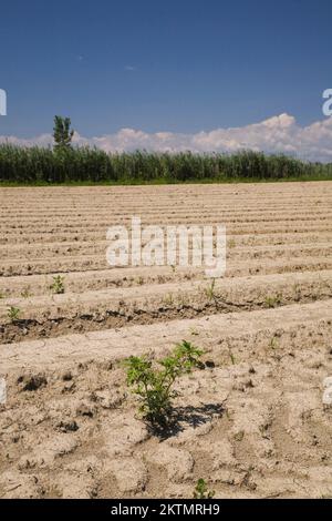 Close-up of cracked and dried up soil with weeds growing in agricultural field during drought period in summer. Stock Photo