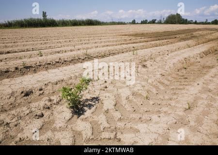 Close-up of cracked and dried up soil with weeds growing in agricultural field during drought period in summer. Stock Photo