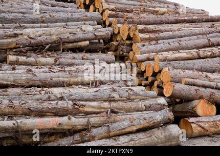 Piles of freshly cut Pinus - Pine timber logs at lumber mill. Stock Photo
