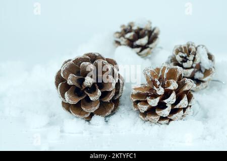 Pine cones on snow against the white background Stock Photo