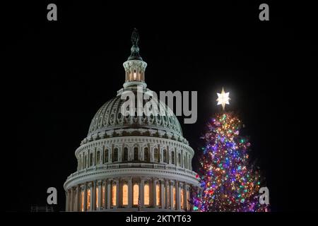 Washington, Vereinigte Staaten. 29th Nov, 2022. The Capitol Christmas Tree, a red spruce, from North Carolina, stands tall on the West Lawn of the US Capitol in Washington, DC, Tuesday, November 29, 2022. Credit: Rod Lamkey/CNP/dpa/Alamy Live News Stock Photo