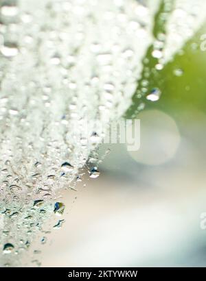 Rain drops on clear window with green nature background. As template for display or montage. Stock Photo