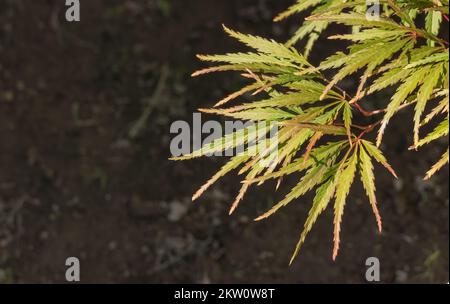 close up view of dissectum maple leaves in summer sun in outdoor garden Stock Photo