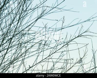 Scotch broom plant branches in late summer without leaves and with buds Stock Photo