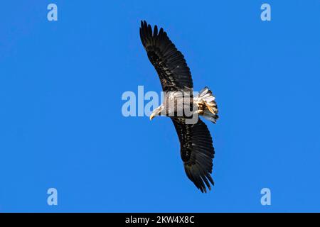 European white-tailed eagle (Haliaeetus albicilla), in flight, captive, Sababurg Zoo, Hesse, Germany, Europe Stock Photo