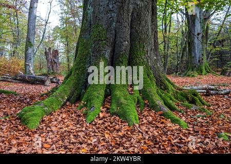 Moss-covered trunk of an old beech (Fagus), primeval forest Sababurg, Reinhardswald nature park Park, Hesse, Germany, Europe Stock Photo