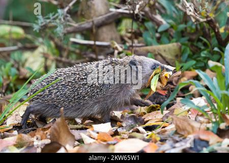 European hedgehog (Erinaceus europaeus) with collected leaves in its mouth, walking over leaf-covered ground, Hesse, Germany, Europe Stock Photo