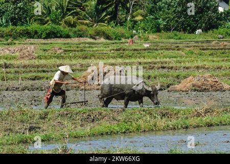 Rice farmer cultivates tilled rice field with plough is pulled by water buffalo (Bubalus arnee), Philippines, Asia Stock Photo