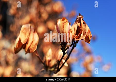 Frost damage to magnolia, Germany, Europe Stock Photo