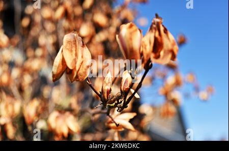 Frost damage to magnolia, Germany, Europe Stock Photo