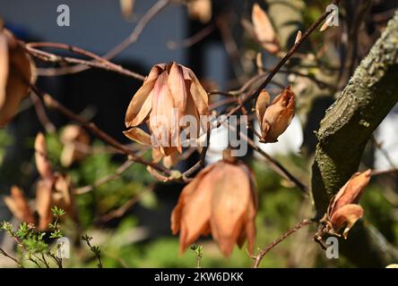 Frost damage to magnolia, Germany, Europe Stock Photo