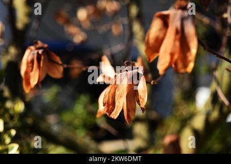 Frost damage to magnolia, Germany, Europe Stock Photo