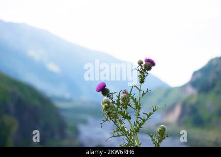 Purple thorn flowers on a background of blurry mountains. Stock Photo