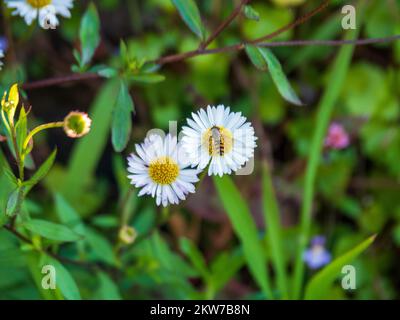 Nature, a bee or maybe a Hover fly on some pretty white seaside daisies in the morning sunlight, Australia Stock Photo