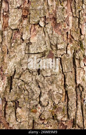 Detail of bark on a pear tree, Pyrus communis, in Troy, Montana. Stock Photo