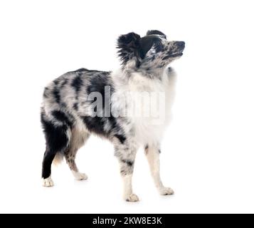 Shetland Sheepdog in front of white background Stock Photo