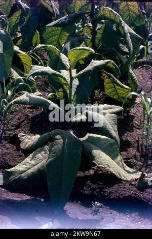 tobacco plant name tobacco, common name of the plant Nicotiana tabacum and, to a limited  extent, Aztec tobacco (N. rustica) and the cured leaf that is used, usually  after aging and processing in various ways,