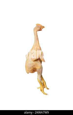 Plucked chicken chick with open wings and yellow paws isolated on white background Stock Photo