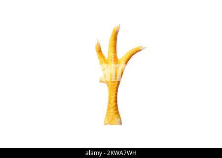 Yellow chicken paw with fingernails isolated on white Stock Photo