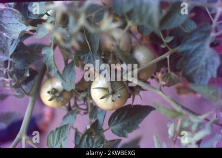 tomato, (Solanum lycopersicum), flowering plant of the nightshade family (Solanaceae), cultivated extensively for its edible fruits. Labelled as a vegetable for nutritional purposes, tomatoes are a good source of vitamin C and the phytochemical lycopene. The fruits are commonly eaten raw in salads, served as a cooked vegetable, used as an ingredient of various prepared dishes, and pickled. Additionally, a large percentage of the world’s tomato crop is used for processing; products include canned tomatoes, tomato juice, ketchup, puree, paste, and “sun-dried” tomatoes or dehydrated pulp. Stock Photo