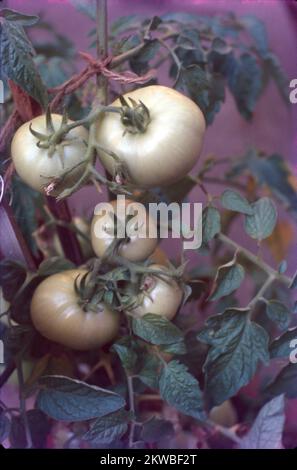 tomato, (Solanum lycopersicum), flowering plant of the nightshade family (Solanaceae), cultivated extensively for its edible fruits. Labelled as a vegetable for nutritional purposes, tomatoes are a good source of vitamin C and the phytochemical lycopene. The fruits are commonly eaten raw in salads, served as a cooked vegetable, used as an ingredient of various prepared dishes, and pickled. Additionally, a large percentage of the world’s tomato crop is used for processing; products include canned tomatoes, tomato juice, ketchup, puree, paste, and “sun-dried” tomatoes or dehydrated pulp. Stock Photo