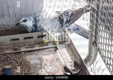 The pigeon crawls under the protective mesh on a balcony and tries to get inside Stock Photo