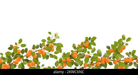 Branch apricot with ripe fruits. Bottom border. Garden plant with edible harvest. Seamless composition. Branch with foliage and leaves. Isolated on wh Stock Vector