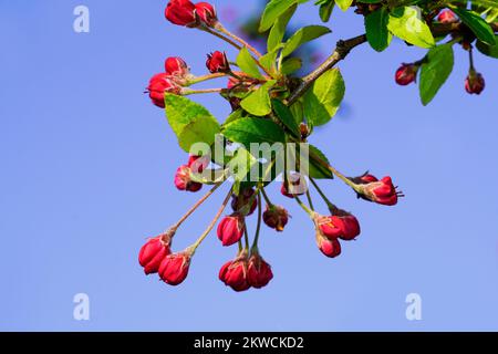 Red apple blossoms on a branch with blue sky in the background. Stock Photo