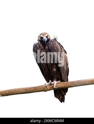 Image of eagle sitting on branch and attentively looking isolated over white background. Wildlife protection Stock Photo