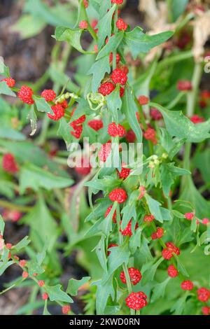 Strawberry Sticks, Strawberry Spinach, Chenopodium Capitatum, blite goosefoot,Ripe red fruit growing on plant Stock Photo