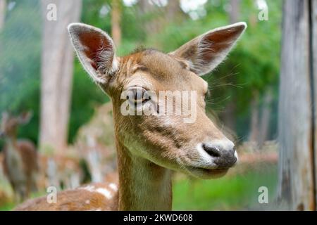 Fallow deer in the forest. Animal in natural environment. Dama dama. Stock Photo