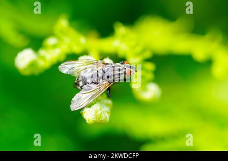 Gray flesh fly close-up. Insect in natural environment. Sarcophaga carnaria. Stock Photo